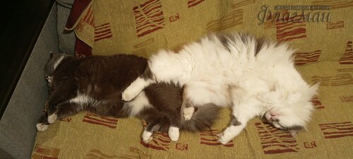 IMG_20250208_013501_383